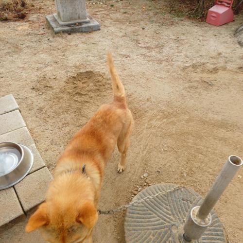 진돗개 2마리 무료분양 보냅니다