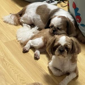 시츄 털 민 상태이고 제발 발견하면 연락주세요