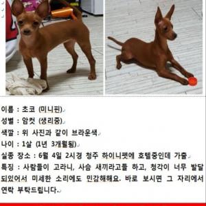 청주 강아지 찾습니다