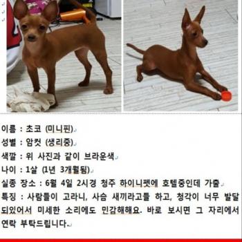 청주 강아지 찾습니다