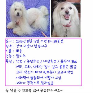 경기 고양 삼송 말티즈 암컷 찾아요
