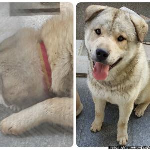 2살 진돗개를 찾습니다 ㅠㅠㅜㅜ