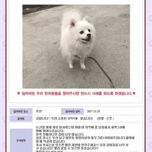 강아지를 찾습니다!!!