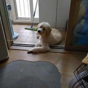 삽살이를 찾아요