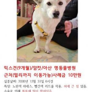 저희 도담이 좀 찾아주세요ㅠㅠ