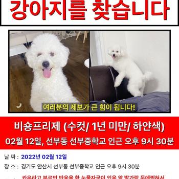 강아지를 찾습니다 카우-비숑 프리제