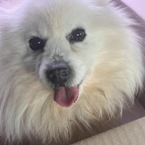 도치를 찾습니다(세종시 연서면)