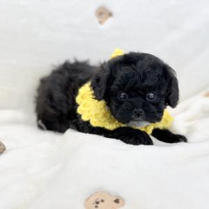 [10만원] 2개월령 말티푸 탄이 가족을 찾아요 ❤