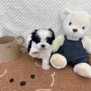 ( 45만 ) 특별한 모색 파티 말티푸 왕자님이 기다리고 있습니다