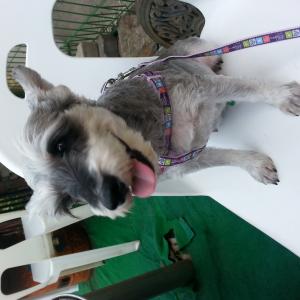 꿈의숲공원 근방 털이 긴 슈나우져를 찾습니다