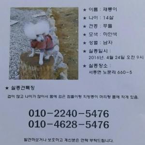 양평군 서종 강아지를 찾습니다