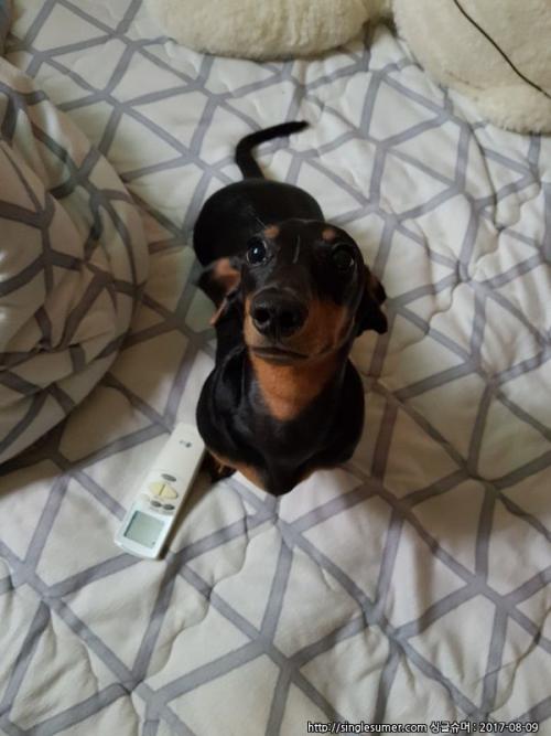 우리 잘생긴 깐돌이 급히 분양해요!!