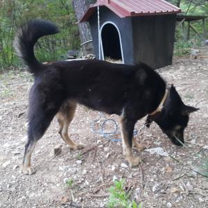 블랙탄 진도개를 찾습니다.