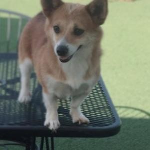 강아지를 찾습니다