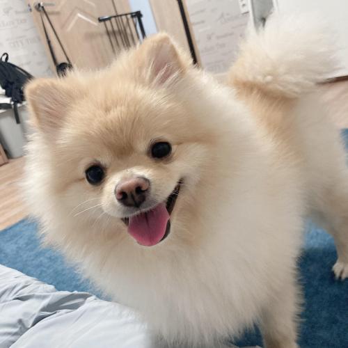 양산 3살 포메라니안 분양해요