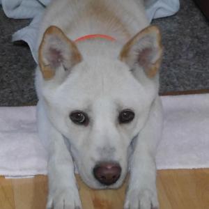 점심이를 찾고 있습니다