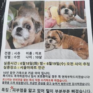 강아지를 찾습니다