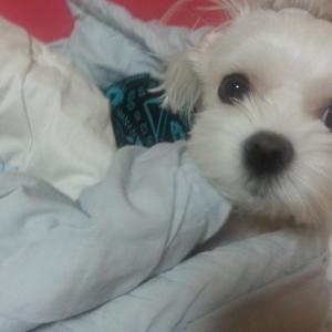 부천대학교 근처에서 말티즈를 찾습니다