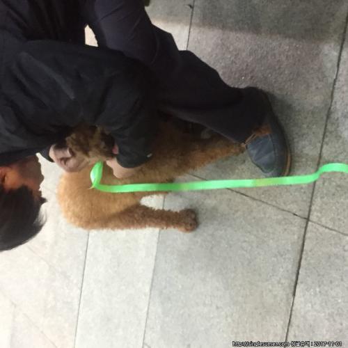 송파구푸들주인찾아요