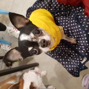 땅콩이(치와와)를 찾습니다