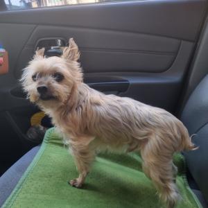 상대원 1동에서 똘이 찾아여