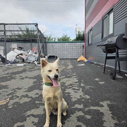 평택 강아지 주인찾아요