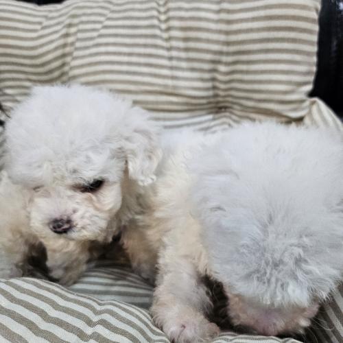 비숑프리제 분양합니다 10