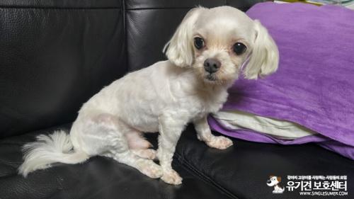군포 말티즈 수컷 보호중입니다