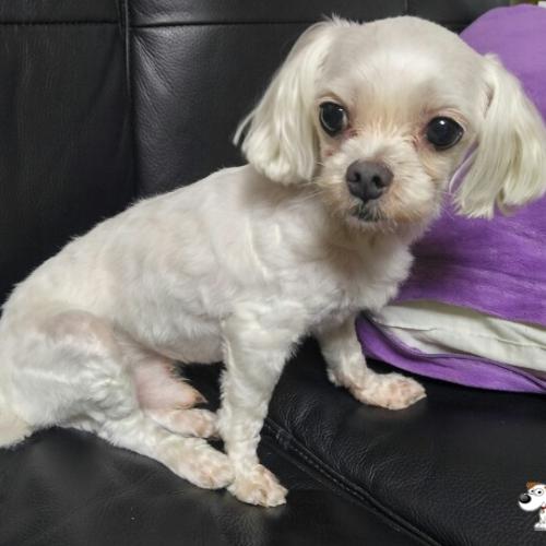 군포 말티즈 수컷 보호중입니다