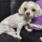 군포 말티즈 수컷 보호중입니다
