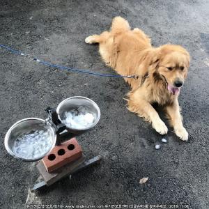 부안)골든리트리버