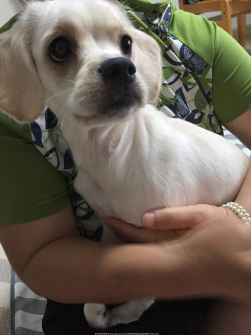 부산 동구 초량동 유기견 보호중입니다 ㅠ