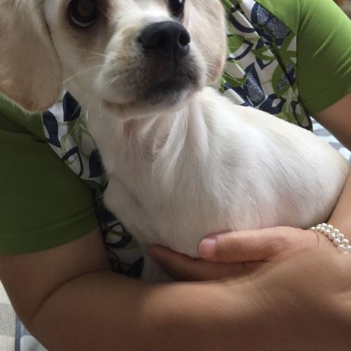 부산 동구 초량동 유기견 보호중입니다 ㅠ