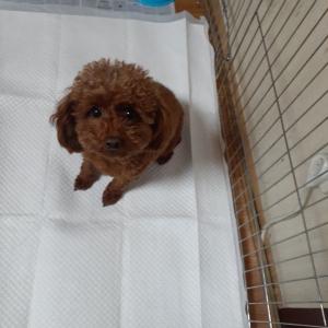 광산구 하남주공아파트에서 잃어버린 푸들 강아지를 찾습니다