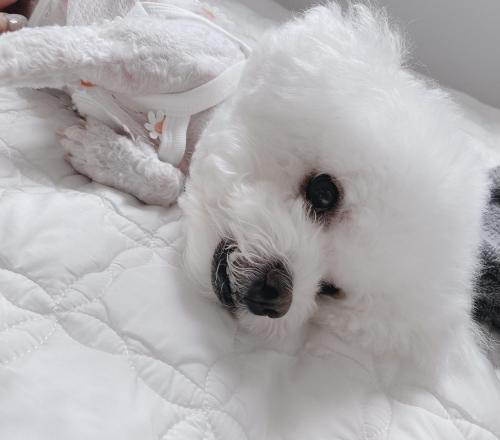 7년키운 여아 비숑 저희강아지 잘키워주실분 칮습니다