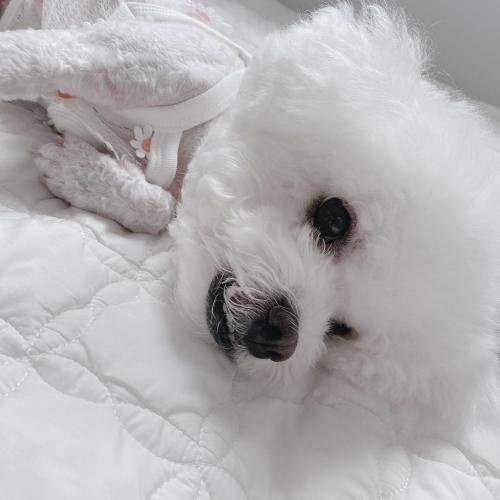 7년키운 여아 비숑 저희강아지 잘키워주실분 칮습니다