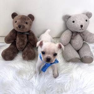 ( 70만 ) 쭈글쭈굴한 매력의 소유자 프렌치불독 공주님 너무 귀엽습니당