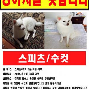 경기도 화성 스피츠 찾습니다