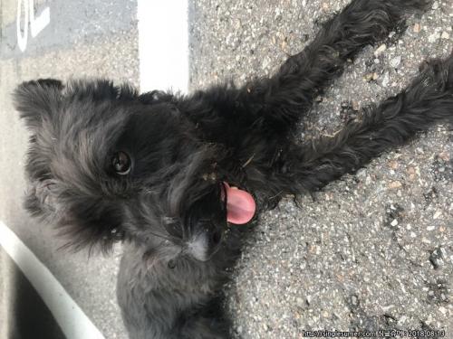 경기도 김포시 풍무동 검정 암컷