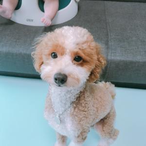 특이한털 푸들을 찾습니다