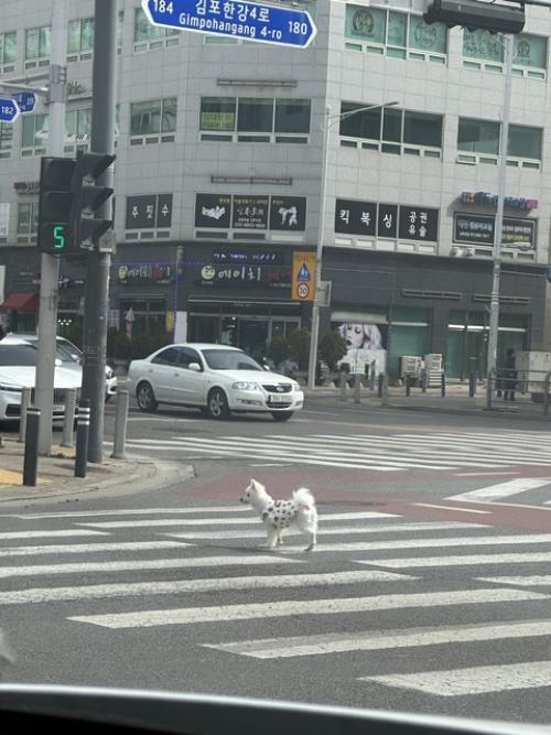 김포, 김포(장기동) 유기견 보호중입니다.