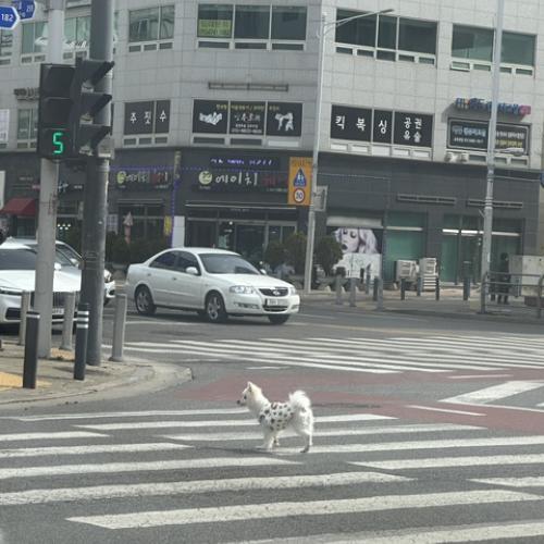 김포, 김포(장기동) 유기견 보호중입니다.