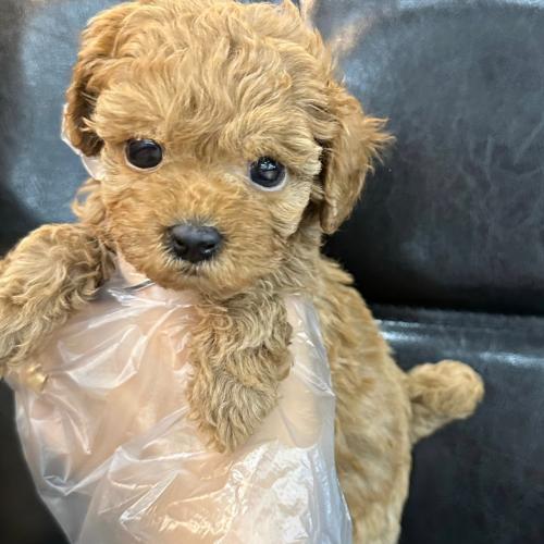 2~3개월령 토이푸들 책임비 15에 분양보내요!!