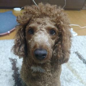 경남 진주시 칠암동 부근 갈색 미니어쳐 푸들 찾습니다