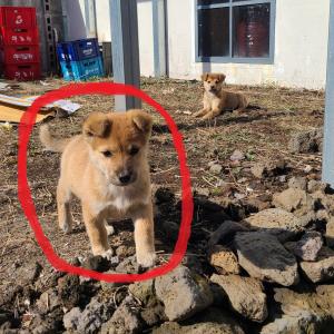 제주 표선에서 금돌이를 찾습니다