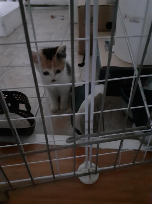 새끼길냥이 가족을 찾습니다