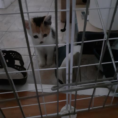 새끼길냥이 가족을 찾습니다