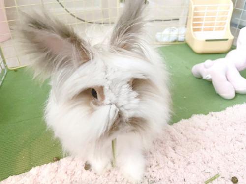 데려온지 얼마 안 된 테디베어 토끼 무료분양 보냅니다!