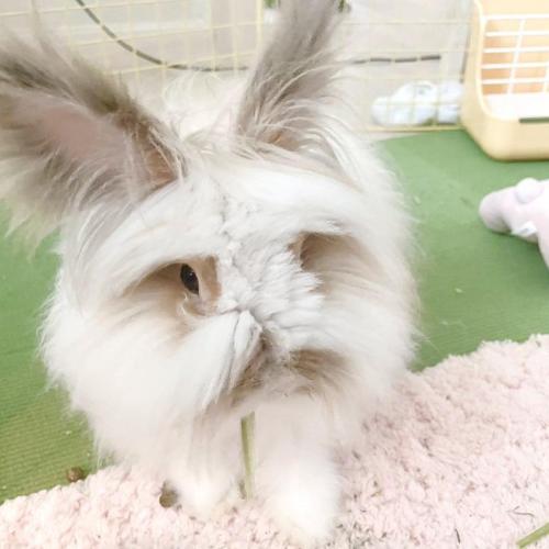 데려온지 얼마 안 된 테디베어 토끼 무료분양 보냅니다!