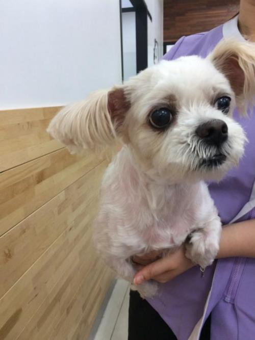 말티로 추정되욤~